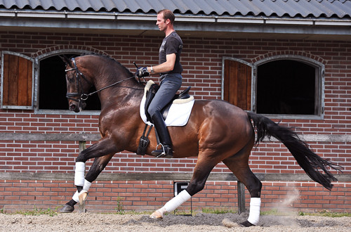 Dressuurclinic van Dennis voor het Welsh stamboek